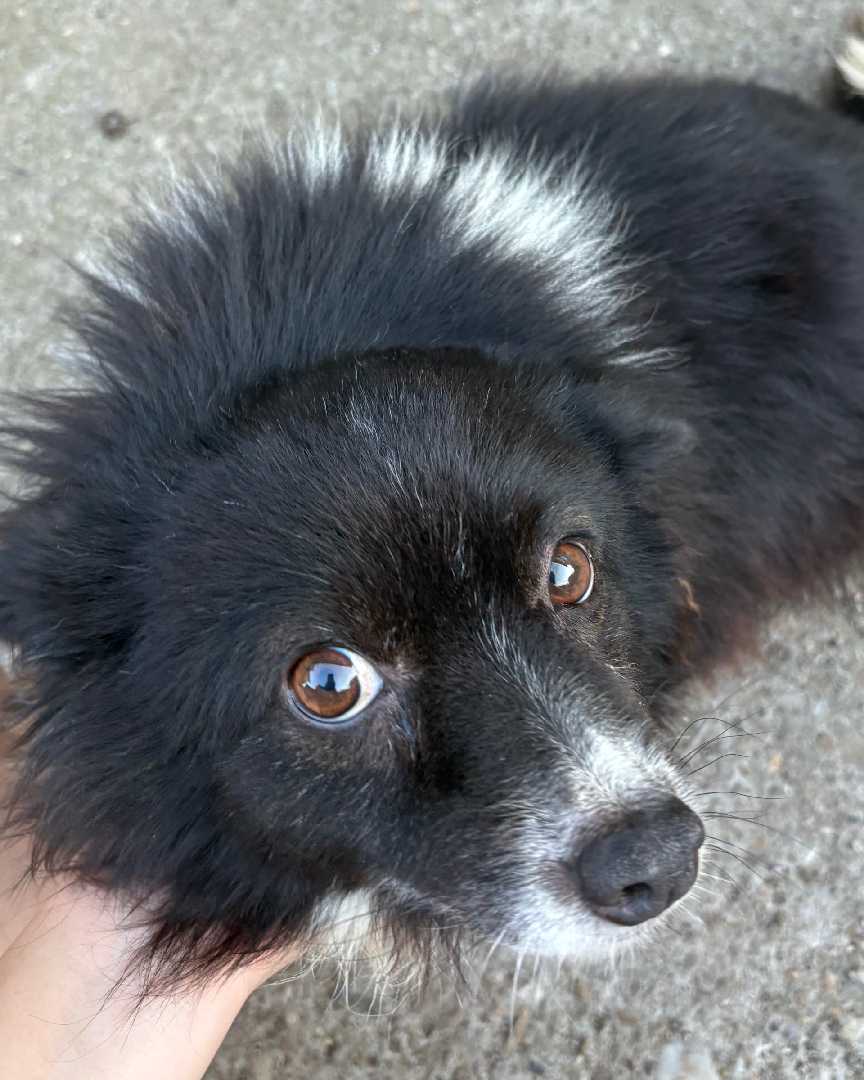 Bobi