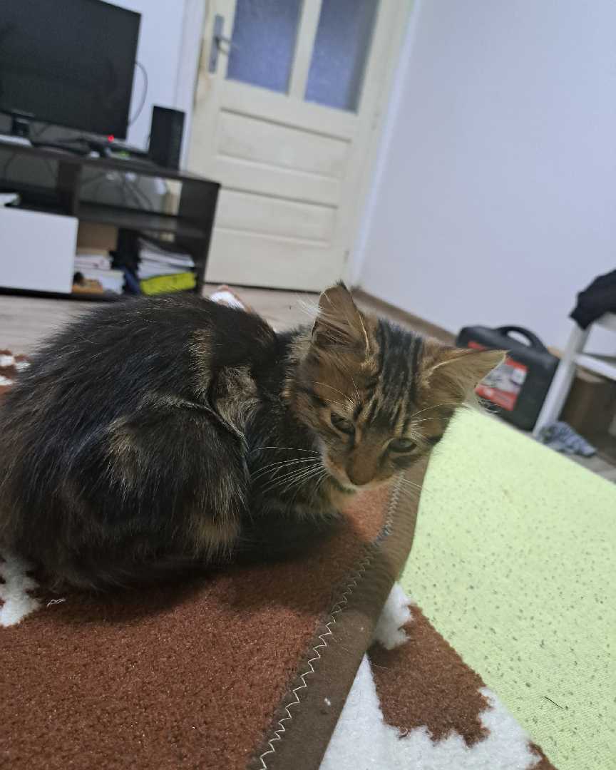 Leo