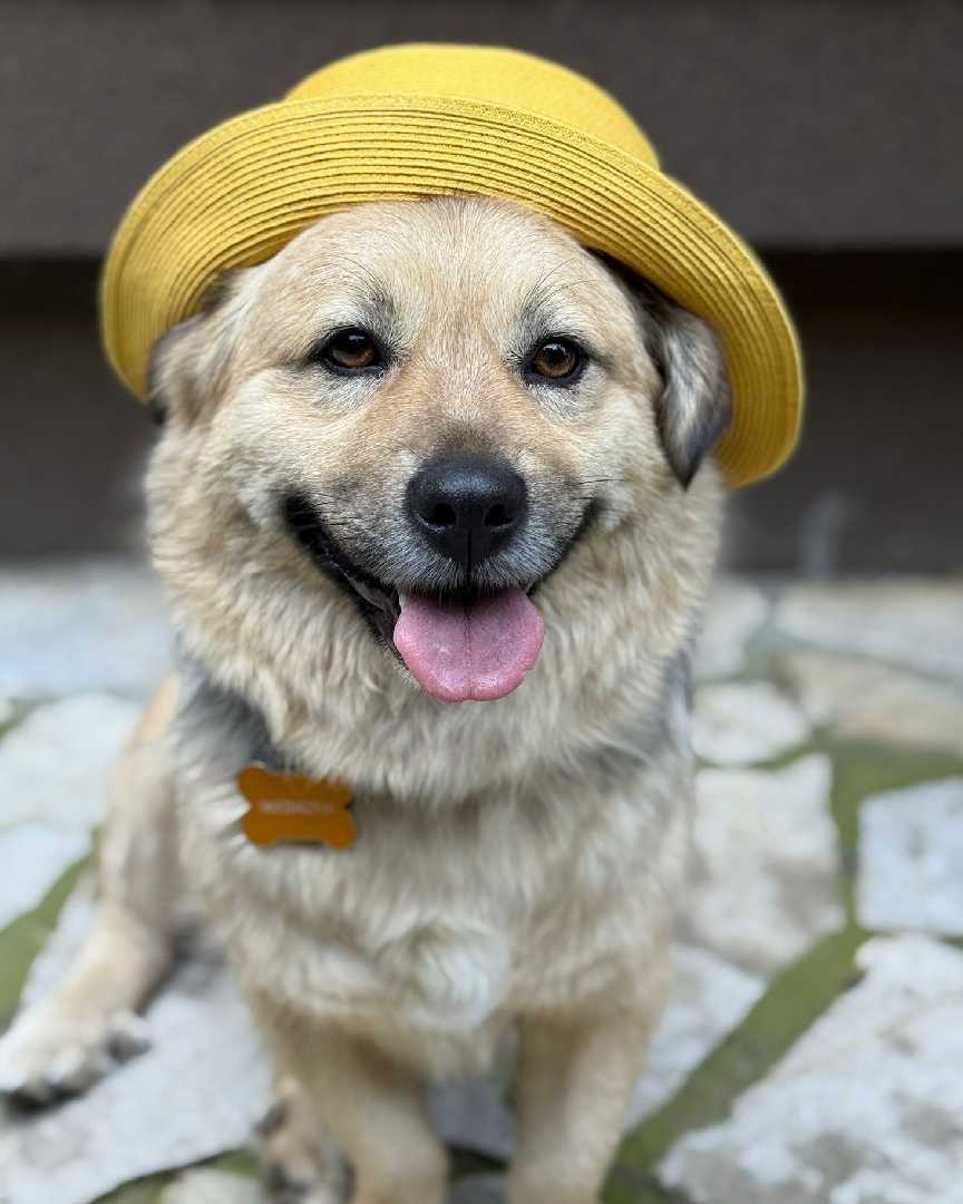 SENKA