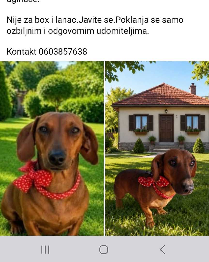 Udomi Iris