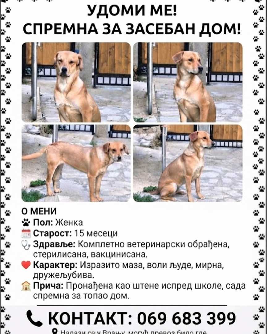 Меда тражи дом