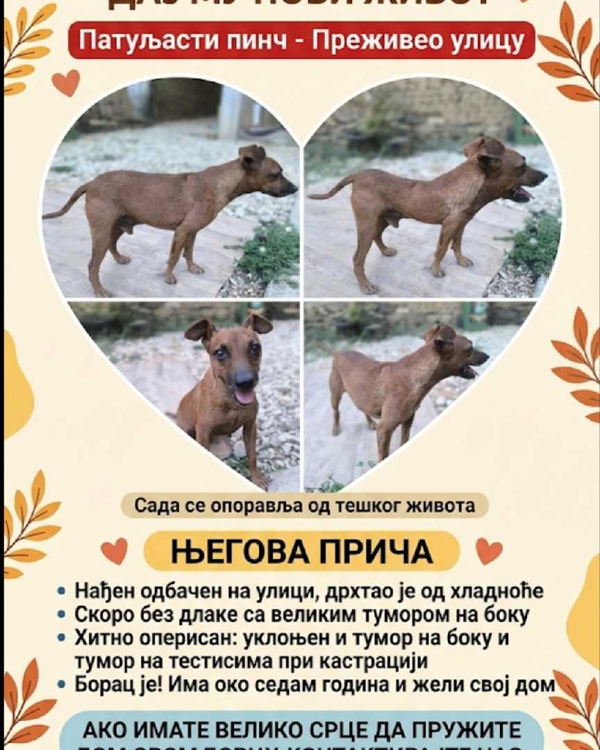 Преживео улицу