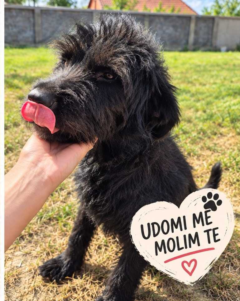 Crna traži dom