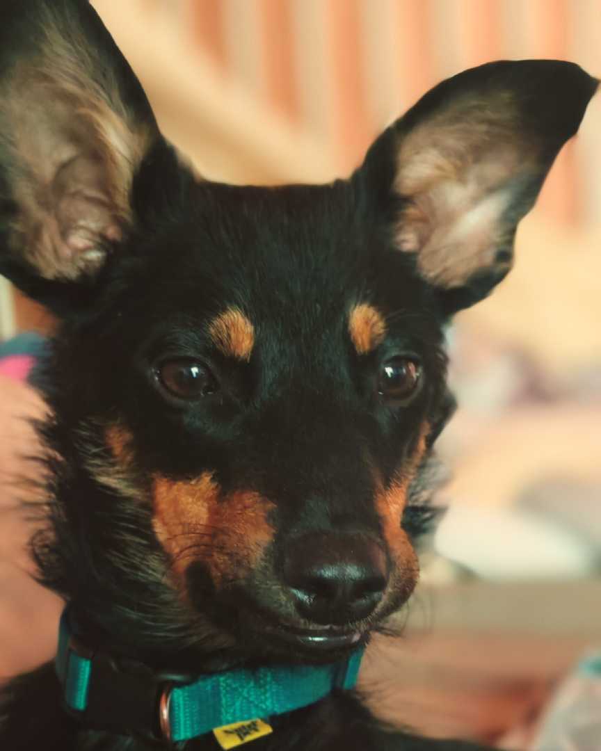 Bambi