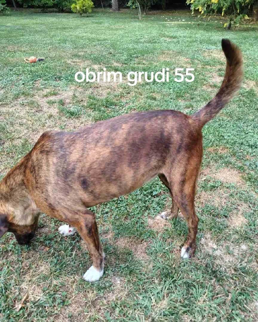 Kjara trazi dom