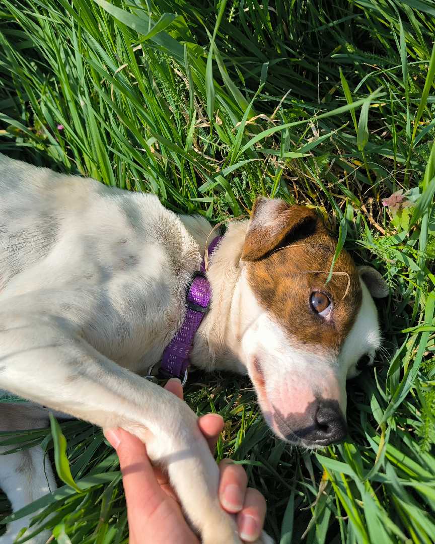 Iris