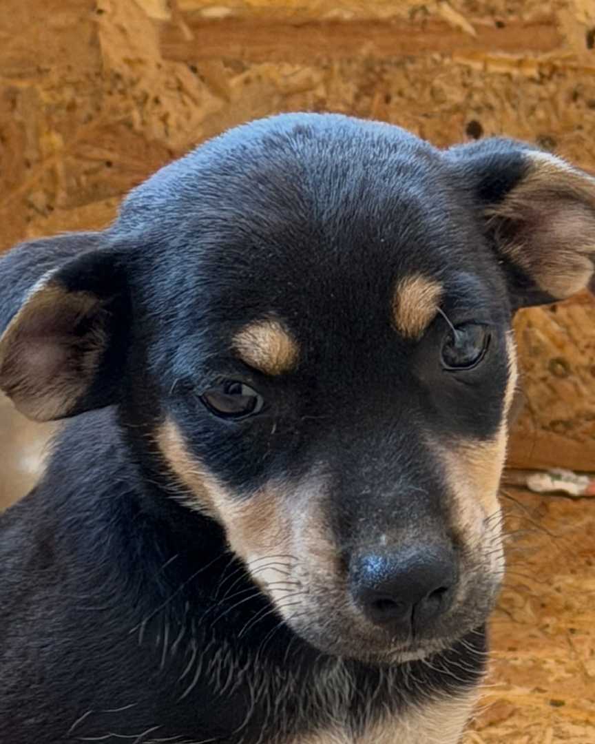 Crna ženkica