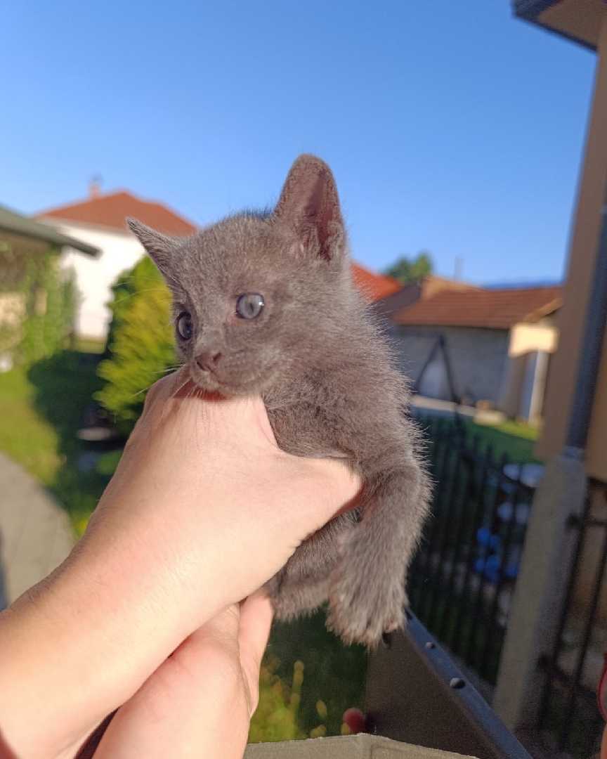 Poklanja se mače