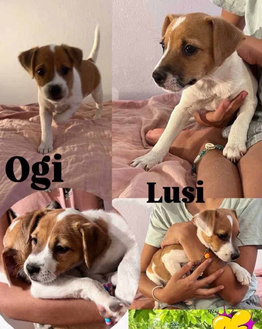 Lusi i Ogi