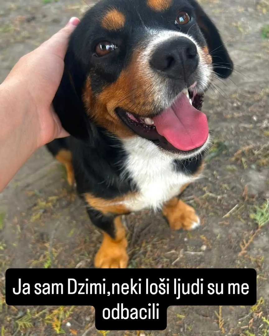 Umiljat pas Dzimi