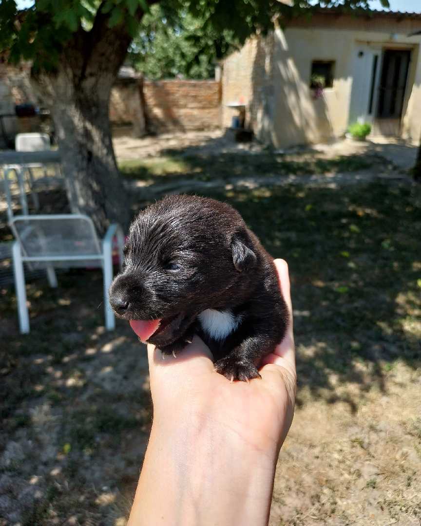 Moka, Zoka, Bruno, Roki i Bleki