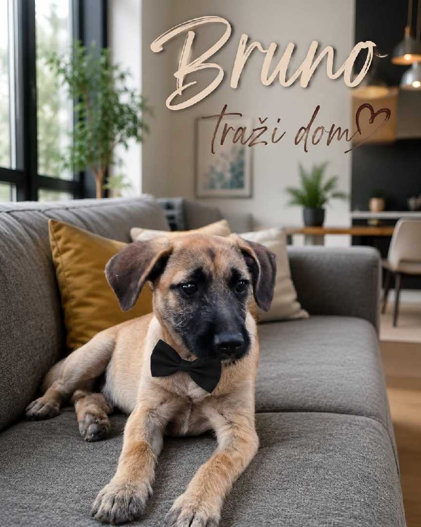 Bruno Mars traži dom!
