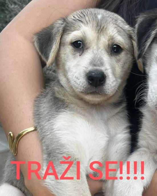 Traži se štene, mužjak, star dva meseca.