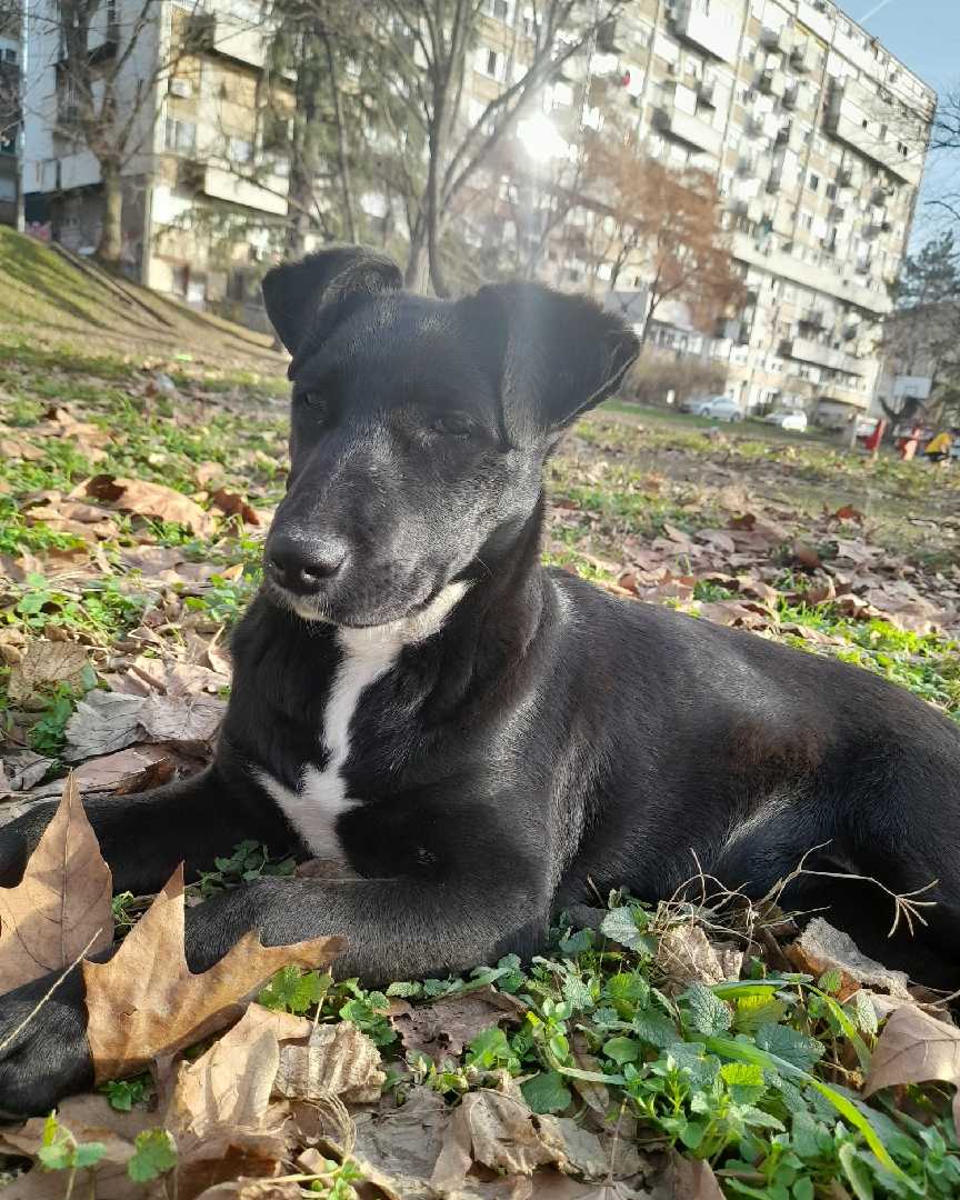 Udomljava se Frida