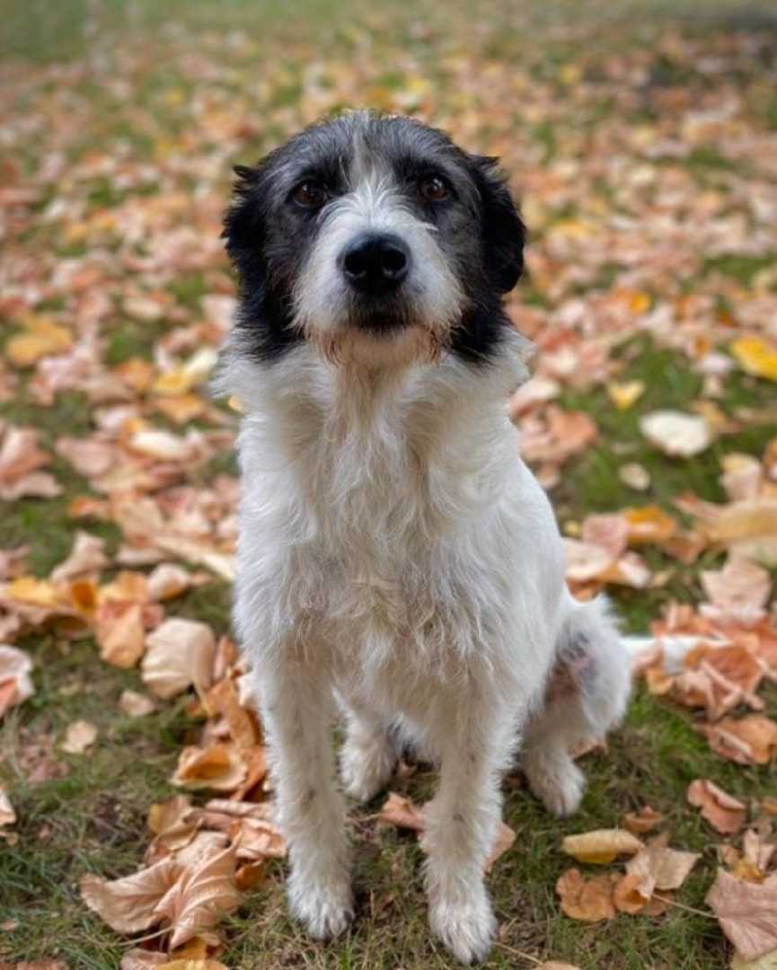 Pegi, pas koji se smeje