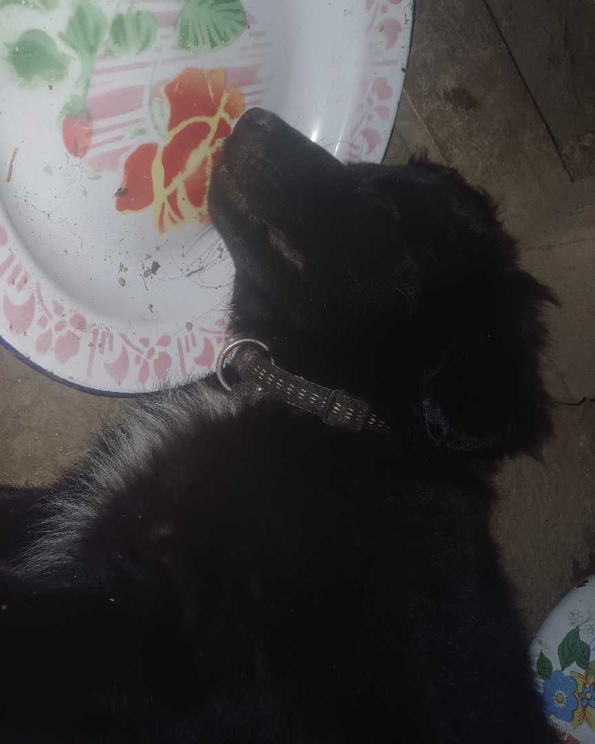 Bobi