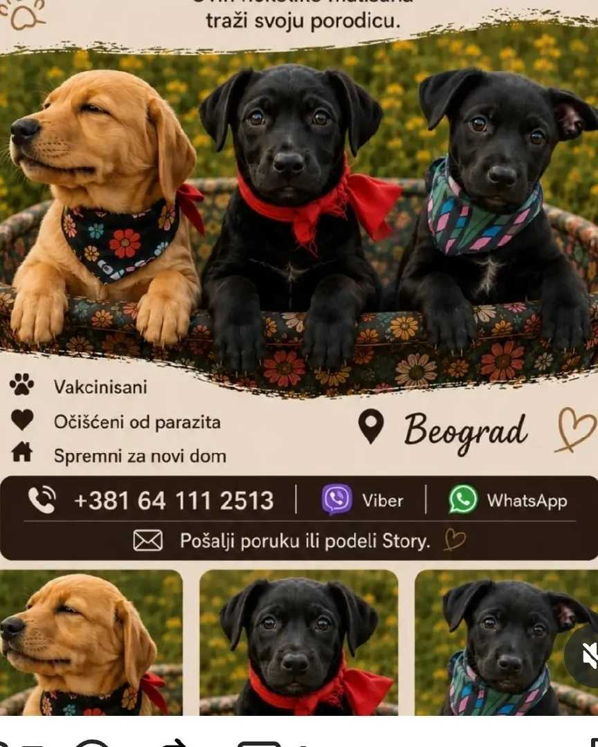 Mesanci labradora i pulinke