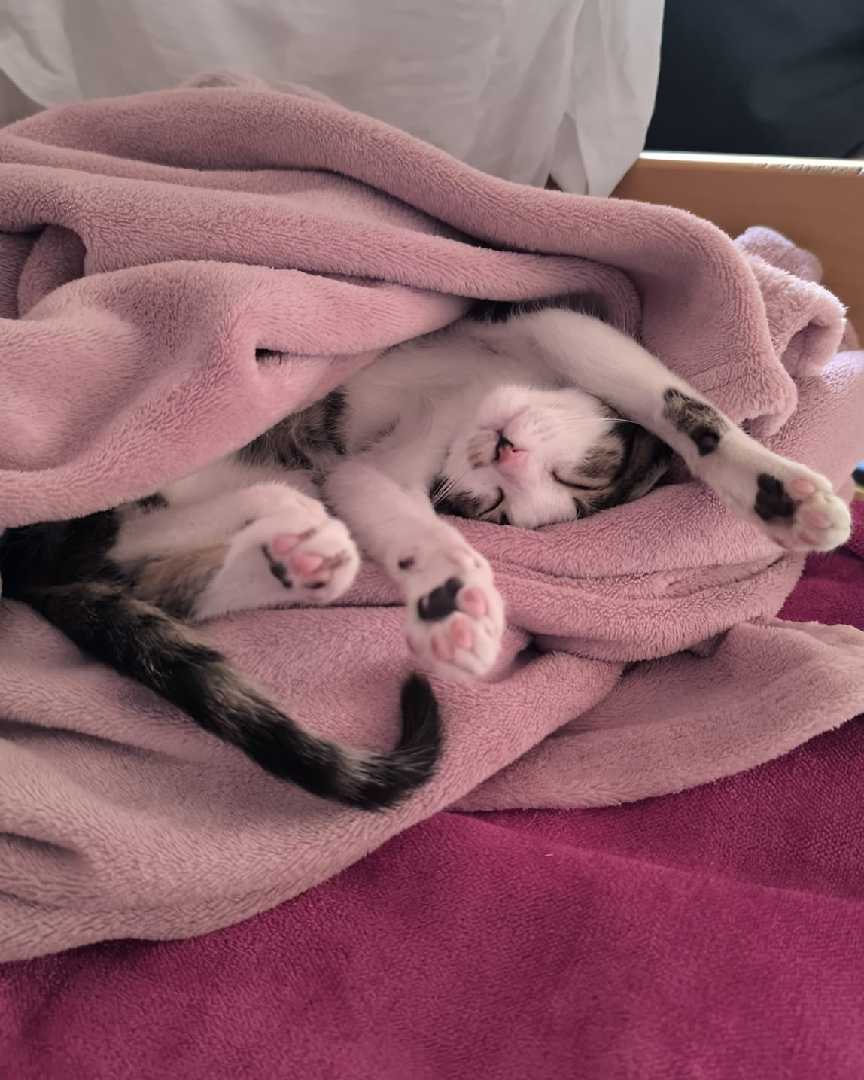 Freja