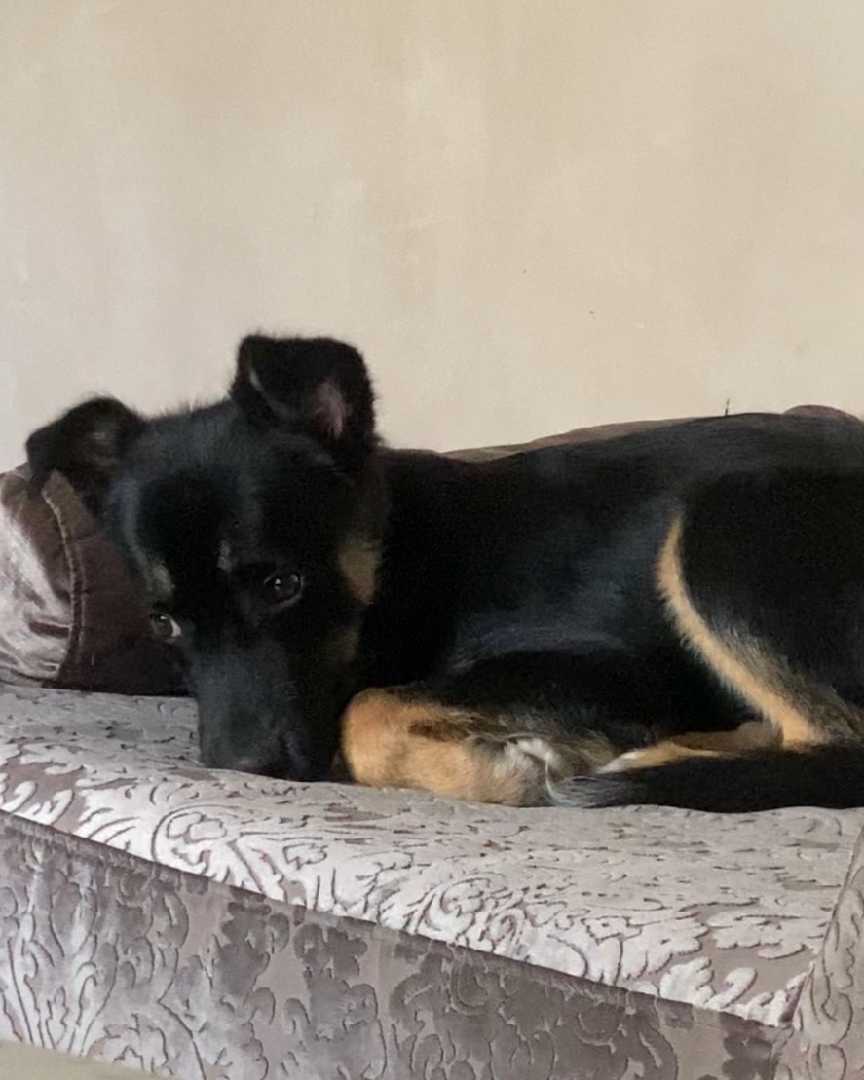 Milenko