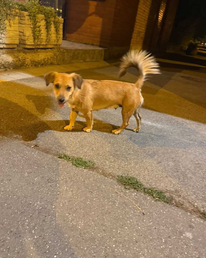 Medena hitno traži dom ili foster!
