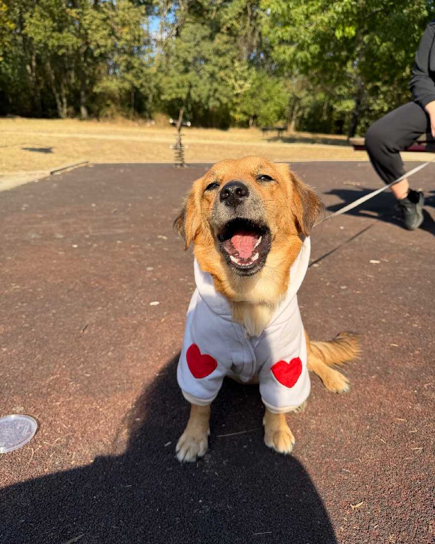 Medena traži svoj zauvek dom! 😍❤️🏡