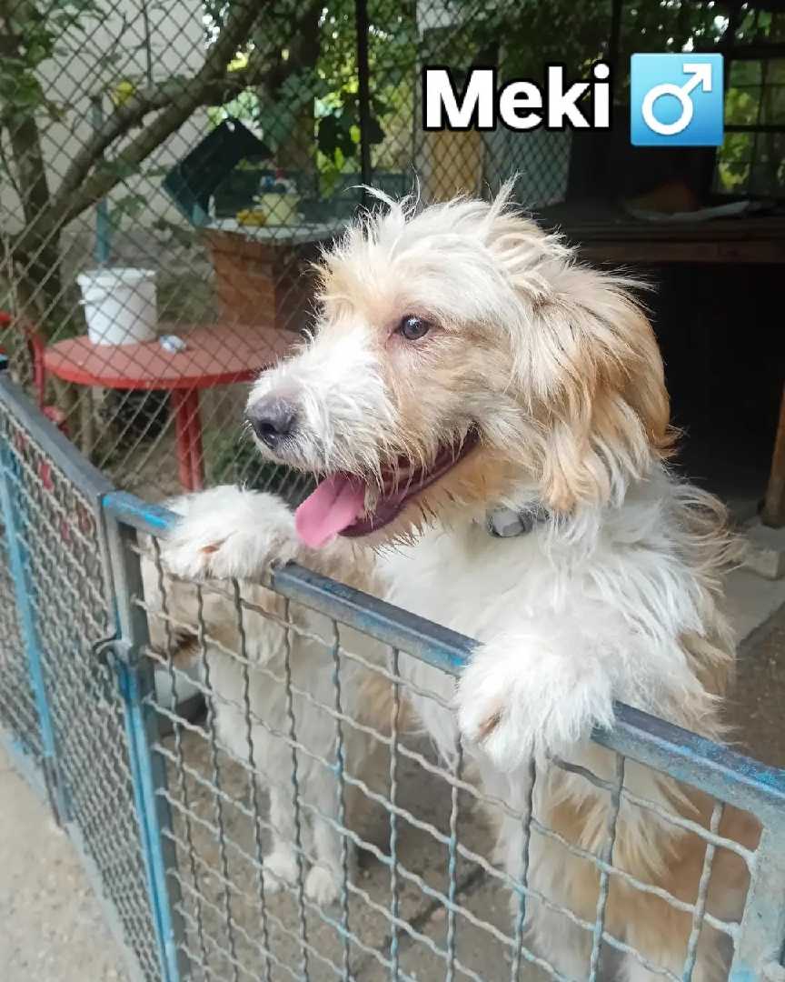 Meki trazi dom