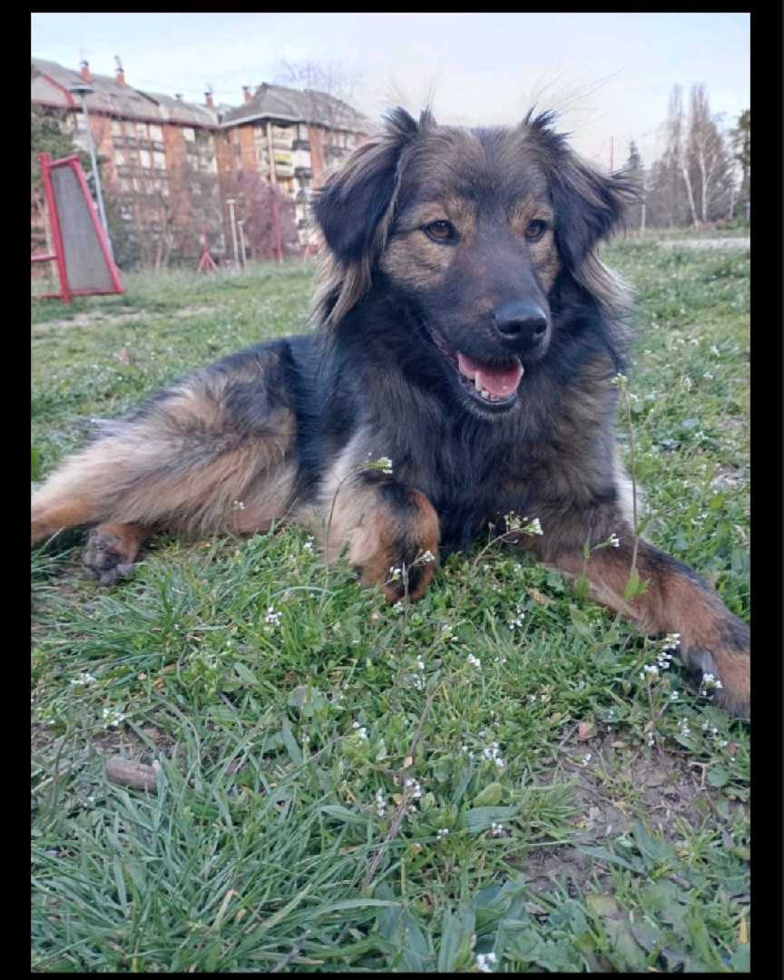 Roki trazi dom