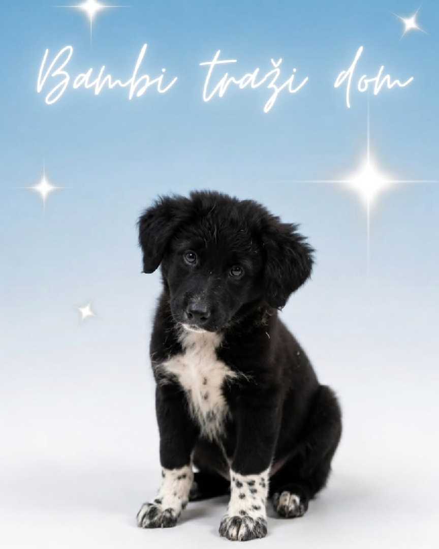 Bambi traži dom
