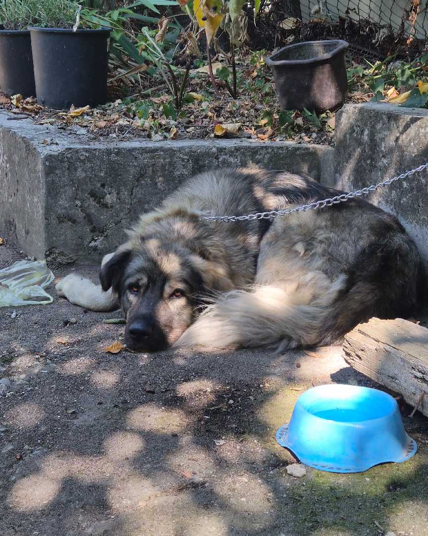 Šarplaninac