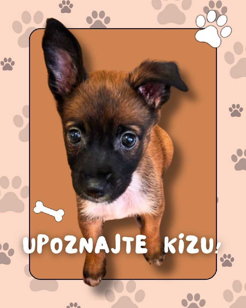 Kiza polu-mačka, polu-pas :)