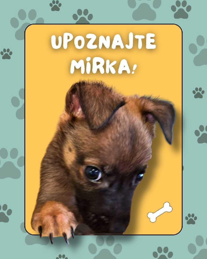 Mirko - junak sa Ledina