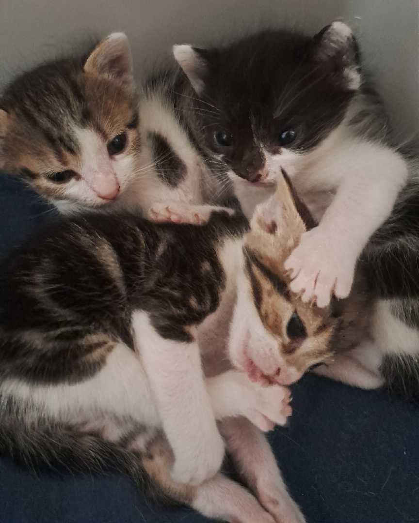 Mace za udomljavanje 🐈