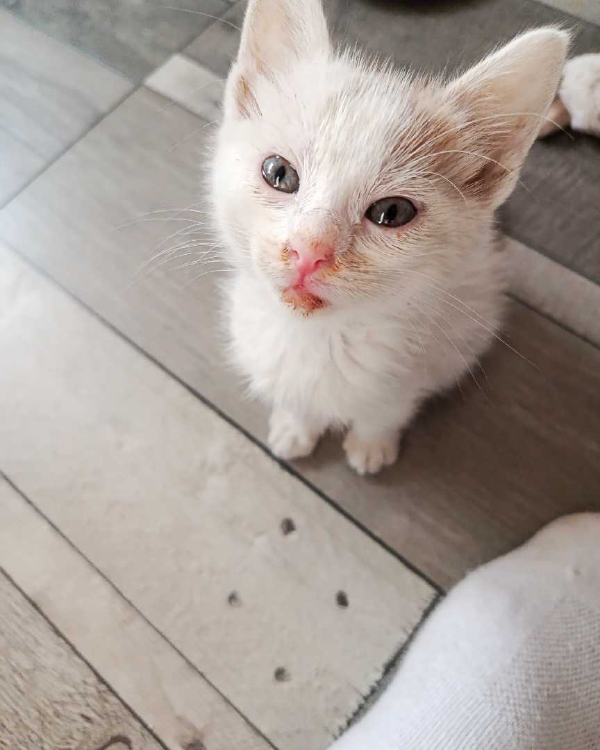 Leo