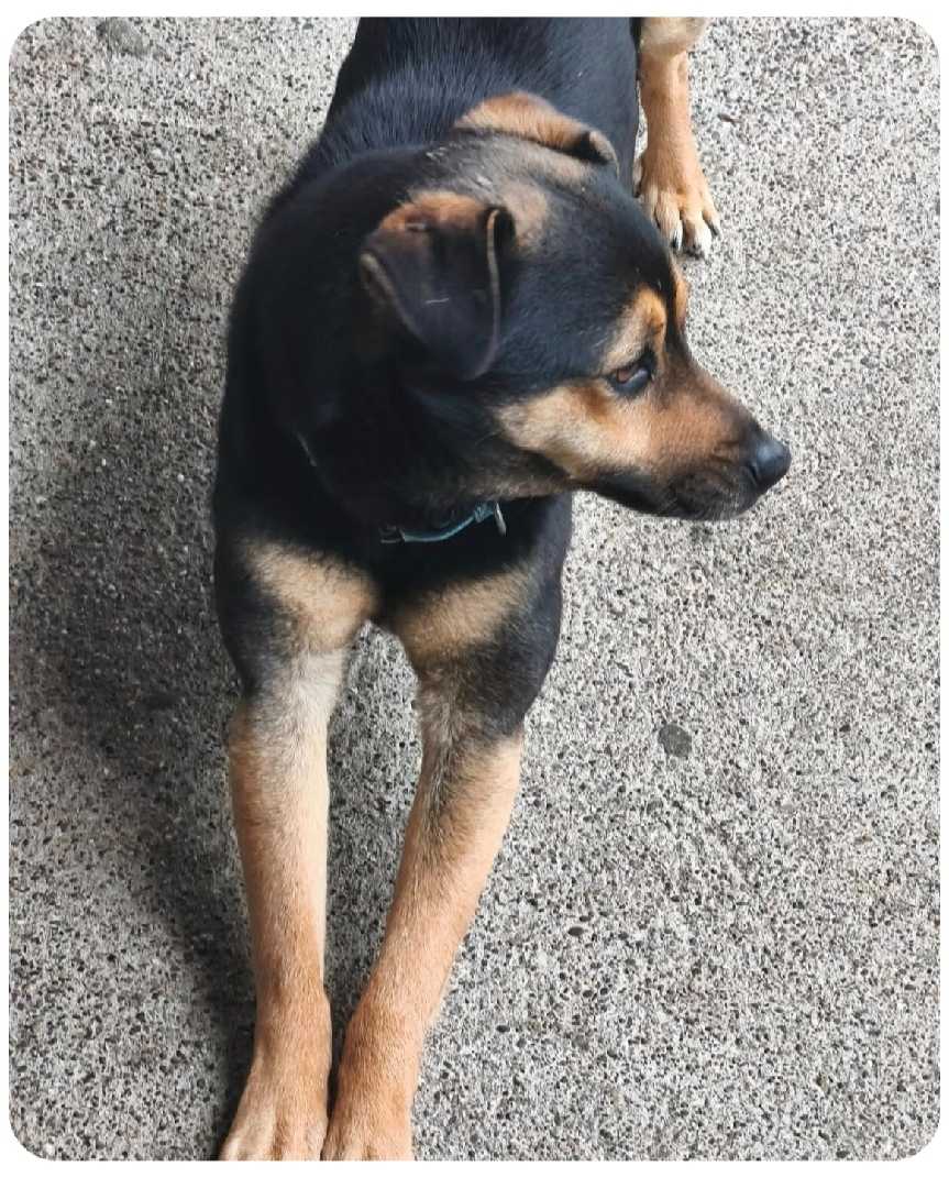 Mika/Mikojlo