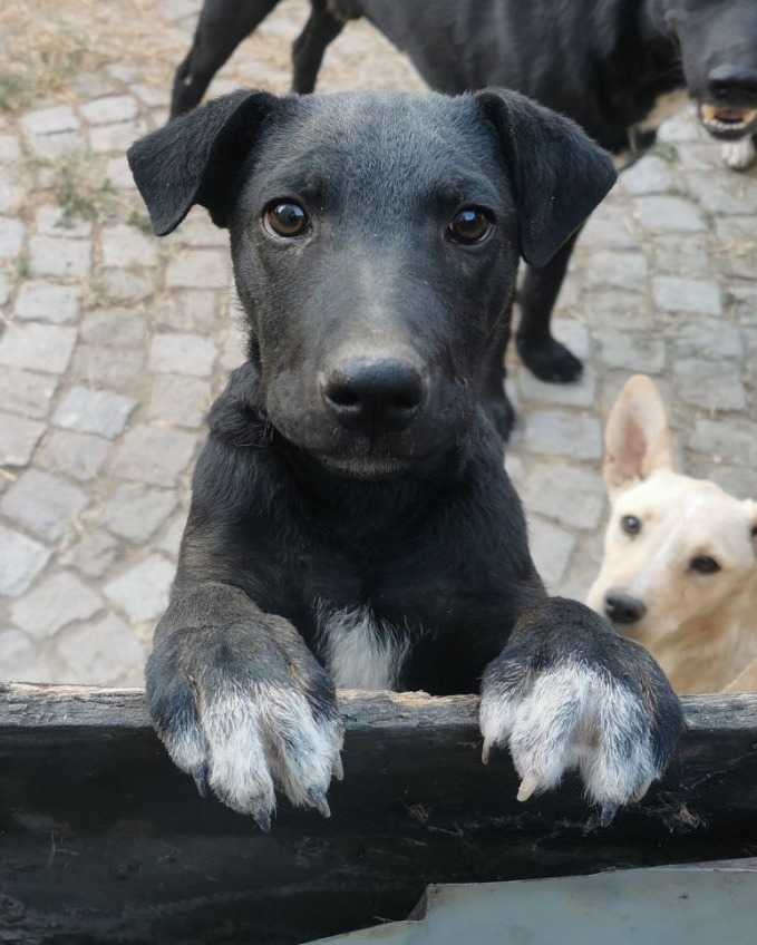 Bleki