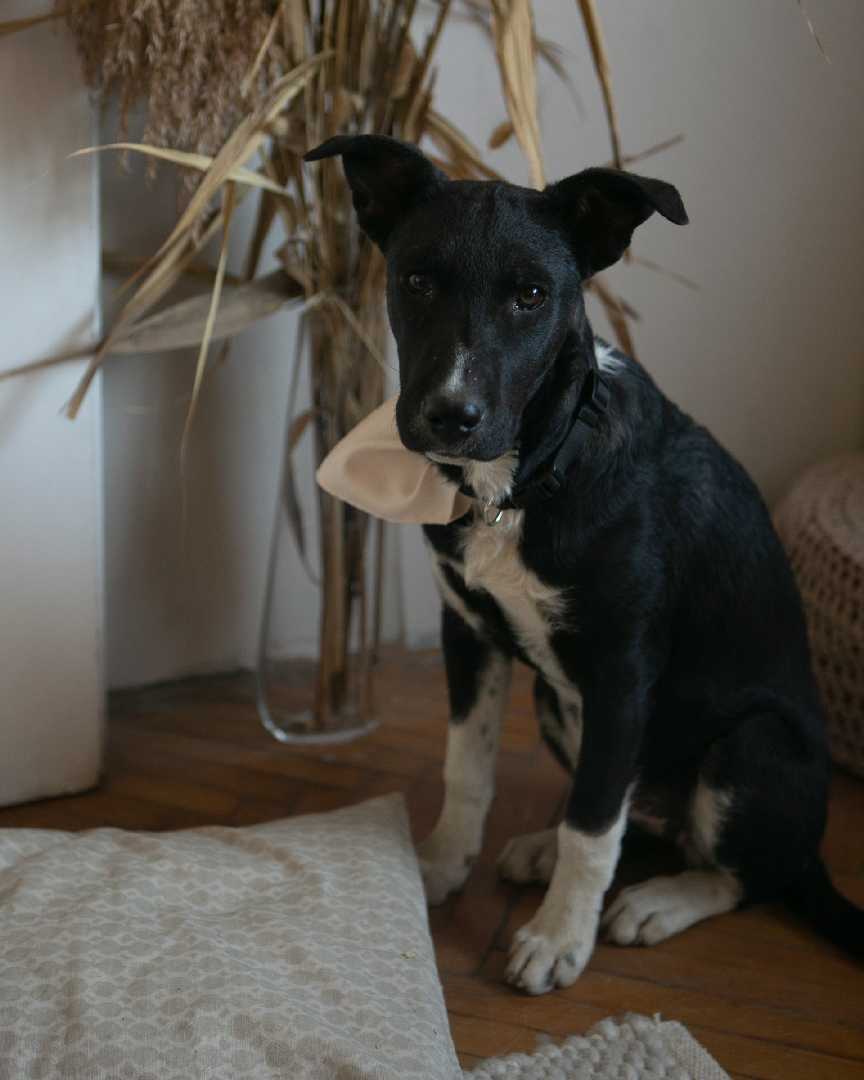 Popi