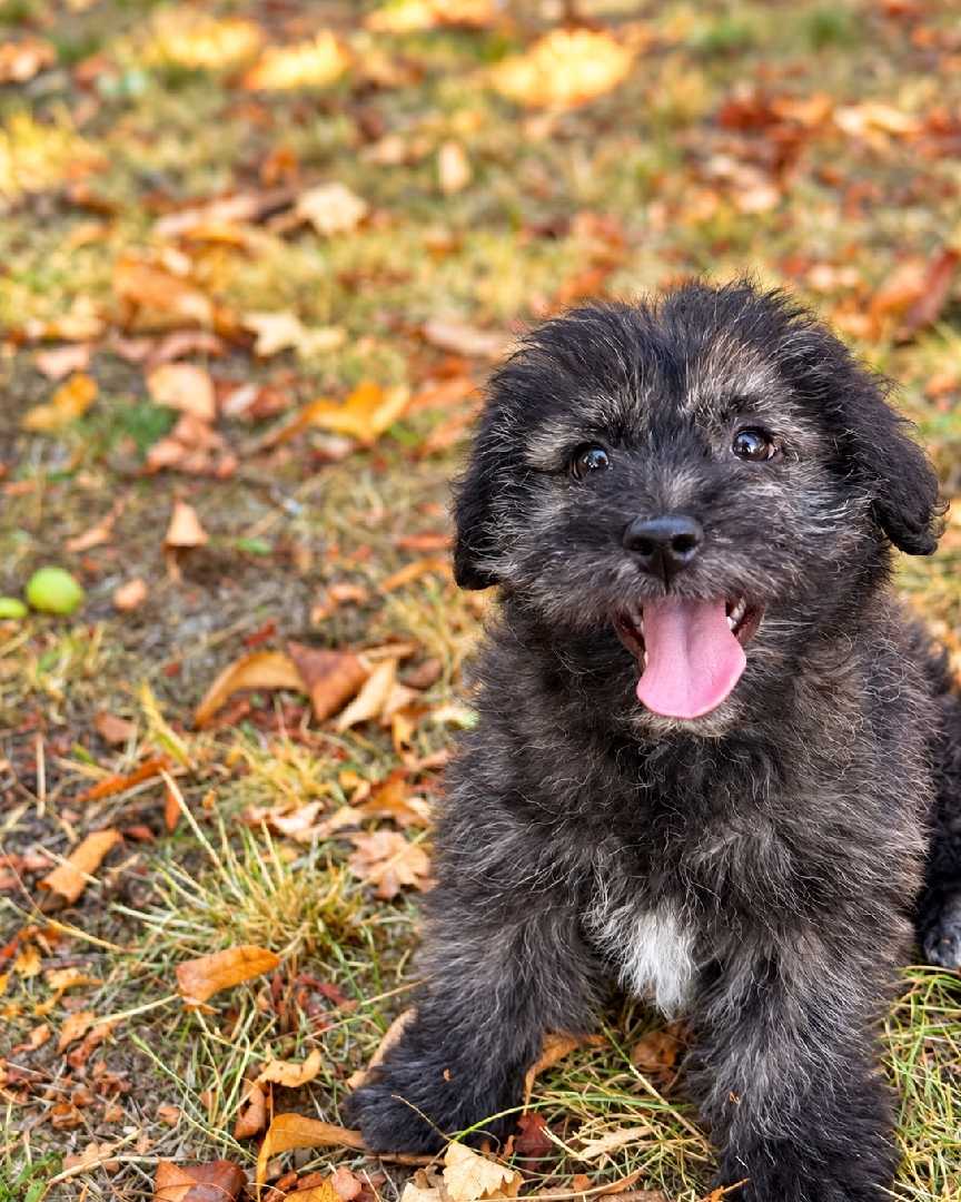MELI