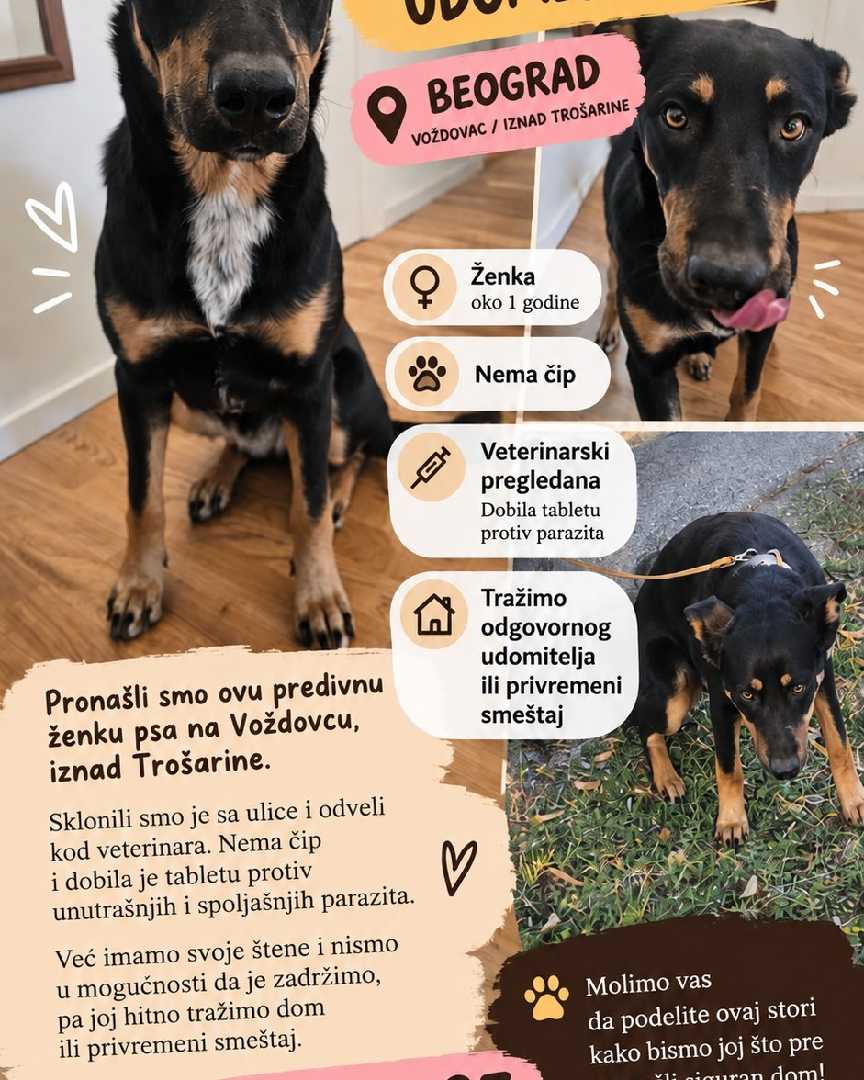 🐶 HITNO UDOMLJAVANJE – MLADA ŽENKA, BEOGRAD ❤️