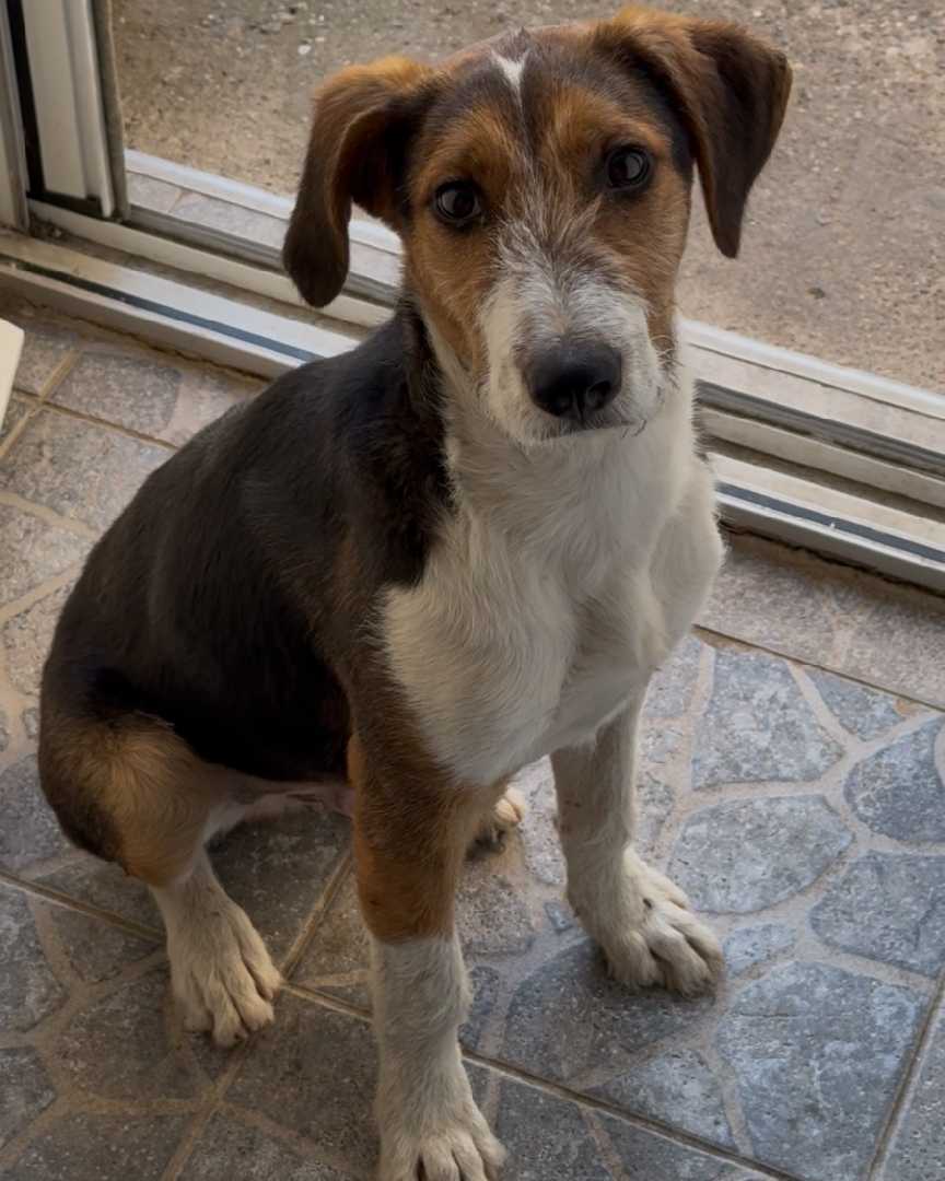 Beni