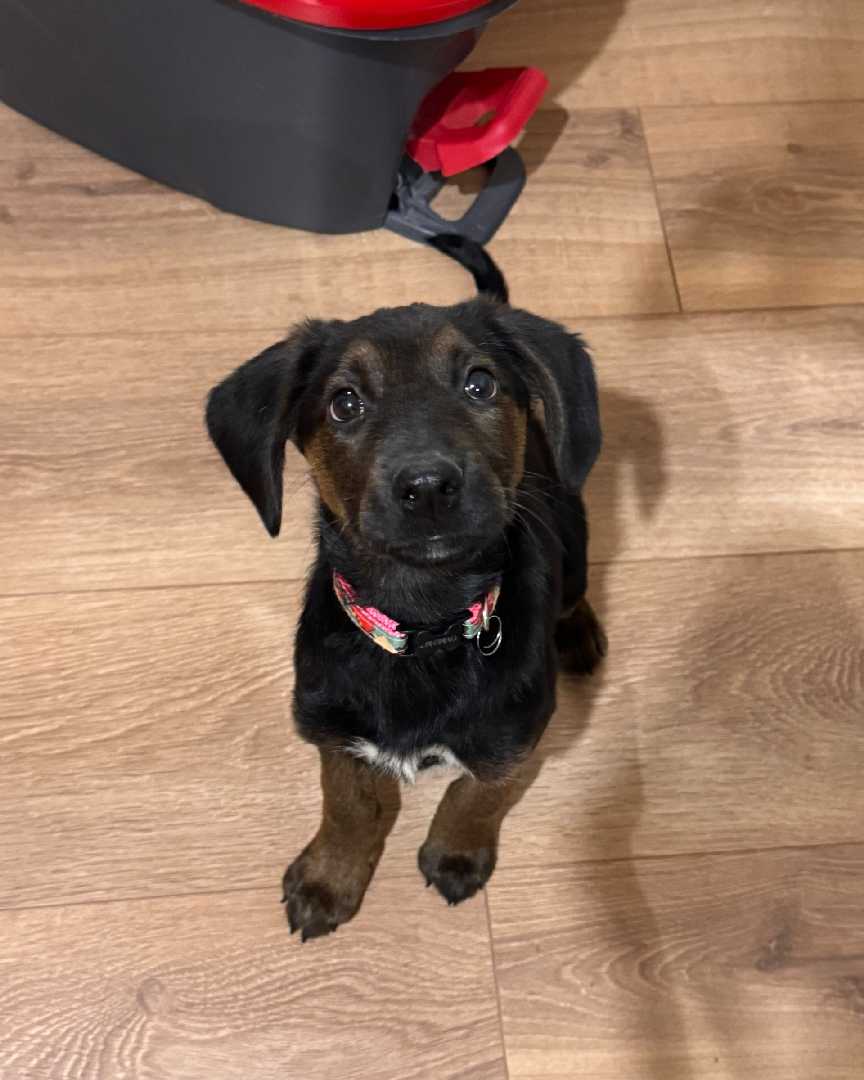 Lili
